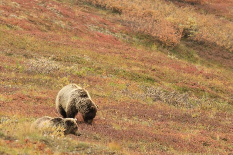 bears, mother, cub, grizzly, alaska, field, species, fauna, wildlife, alaska, alaska, alaska, alaska, alaska